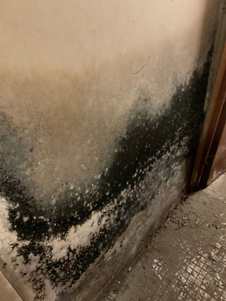 mold restoration